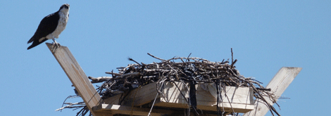 Osprey on Nest